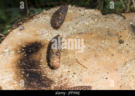 Stümpfe von gefällten Bäumen in einem Kiefernwald Stockfoto