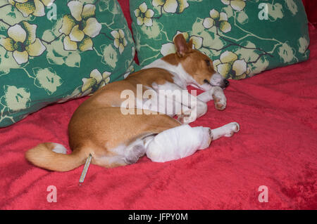 Traurig Basenji Hunde mit gebrochenen bandagiert Hinterpfoten auf einem Sofa liegend mit Thermometer in den anus Stockfoto