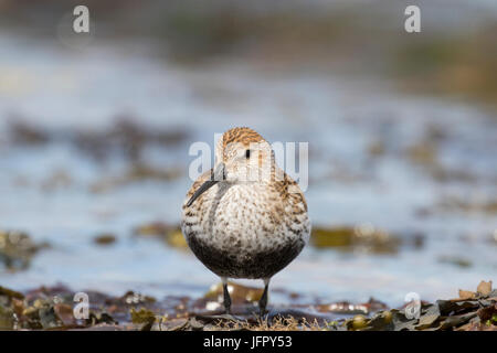 Alpenstrandläufer (Calidris Alpina) in Moray Firth, Chanonry Point, Schottland, Großbritannien Stockfoto