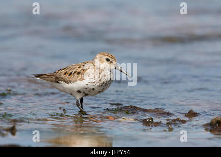 Alpenstrandläufer (Calidris Alpina) in Moray Firth, Chanonry Point, Schottland, Großbritannien Stockfoto