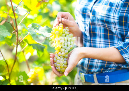 Trauben der Ernte. Junge Landwirt Frau mit frisch geernteten Trauben. Nahaufnahme Stockfoto