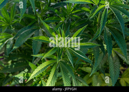 Cannabis-Pflanze, Cannabis-Pflanzen, Marihuana-Pflanze, Marihuana-Pflanzen, Marihuana-Ernte, Mendocino County, Kalifornien, USA, Nordamerika Stockfoto