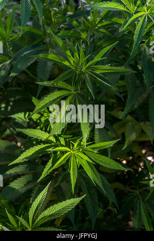 Cannabis-Pflanze, Cannabis-Pflanzen, Marihuana-Pflanze, Marihuana-Pflanzen, Marihuana-Ernte, Mendocino County, Kalifornien, USA, Nordamerika Stockfoto