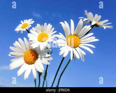 Bouquet von blühenden Gänseblümchen auf blauen Himmelshintergrund in Nahaufnahme Stockfoto