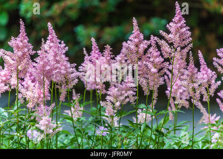 Purple Astilbe Chinese Astilbe, Astilbe chinensis „pumila“ Stockfoto