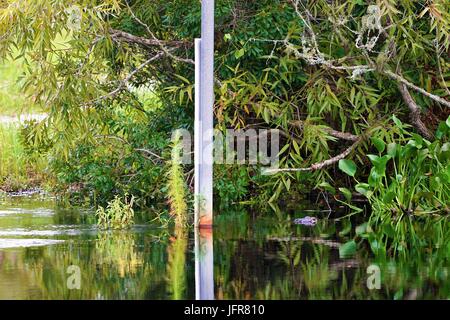 Ein großer Alligator, versteckt im Dickicht entlang der Myakka River im Südwesten von Florida. Stockfoto