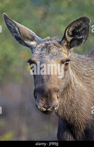 Elch Kalb/Eurasischen Elk Stockfoto