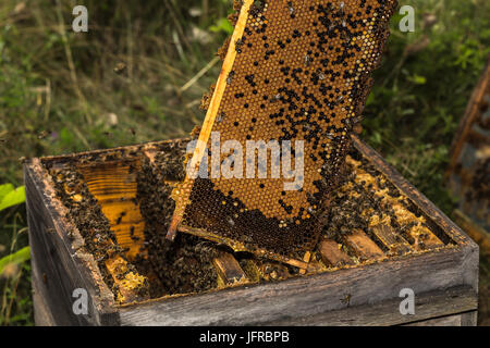 Voll wabe von Honig aus den sehr alten Hive entfernt Stockfoto