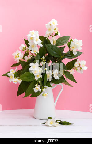 Frische jasmin Blumen in einer Vase Stockfoto