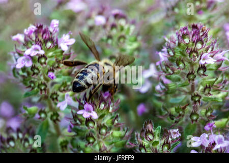 Biene auf Thymus beurre Juni Stockfoto