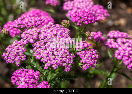 Schafgarbe, Achillea Millefolium "Pretty Belinda" Stockfoto