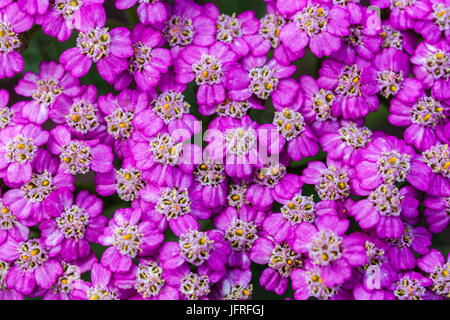 Achilling, violette Achillea millefolium 'Pretty Belinda' Stockfoto
