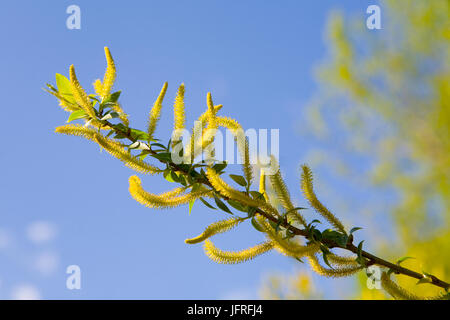 Blühende Weiden im Frühjahr in den Hintergrund blauer Himmel. Natur. Stockfoto