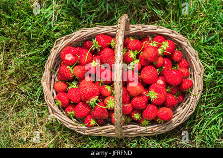 Ein Korb mit frisch gepflückten Erdbeeren - Draufsicht Stockfoto