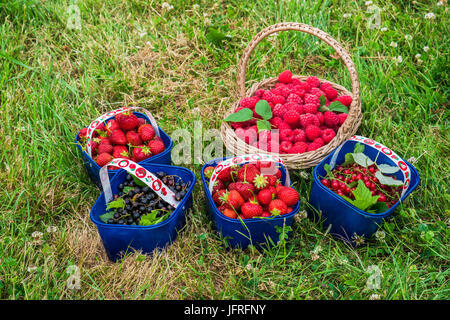 Frisch gepflückten Erdbeeren, Himbeeren, schwarze Johannisbeere und roten Johannisbeeren in Körben auf einer Wiese Stockfoto