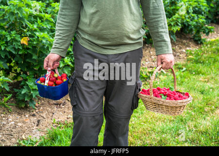 Eine männliche Hände halten einen Korb mit frisch gepflückten Himbeeren und Erdbeeren Stockfoto