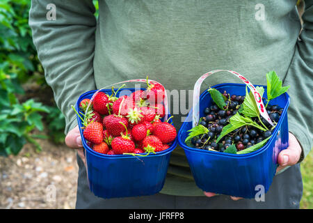 Eine männliche Hände halten ein Korb voller frisch gepflückte Erdbeeren und Johannisbeeren Stockfoto