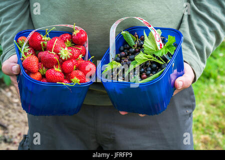 Eine männliche Hände halten ein Korb voller frisch gepflückte Erdbeeren und Johannisbeeren Stockfoto