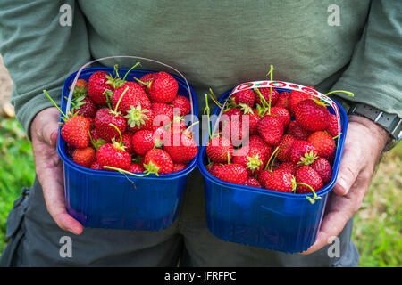 Eine männliche Hände halten ein Körbe voll von frisch gepflückten Erdbeeren Stockfoto