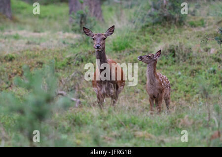 Red Deer weibliche Mutter mit Kalb, hat immer noch seine getarnten entdeckt Fell. Nationalpark Hoge Veluwe, Niederlande Stockfoto