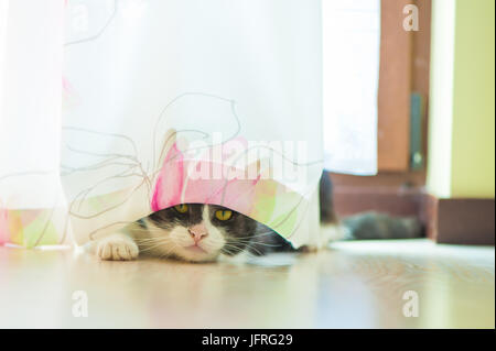 Eine schwarze und weiße Hauskatze versteckt sich hinter dem Fenstervorhang. Stockfoto