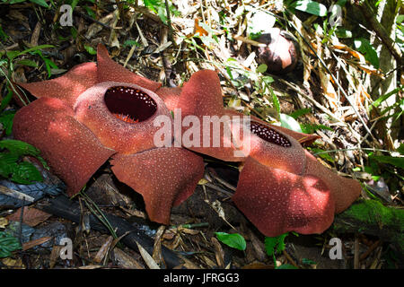 Rafflesia Arnoldii, die größte Blume der Welt Stockfoto