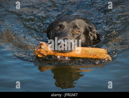 Auf der Suche nach Lob, schwarzer Labrador Stockfoto