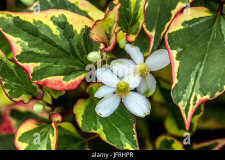 Chamäleon Plant, Houttuynia cordata, Blume und Blätter Stockfoto