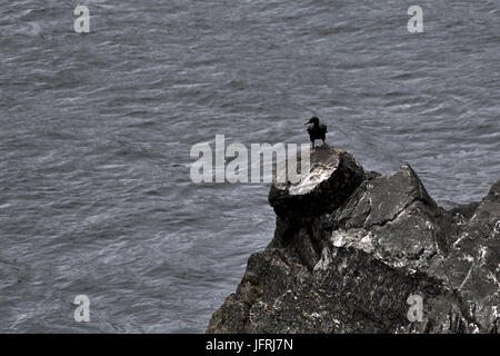 Kormoran - Mizen Head - County Cork - Irland Stockfoto