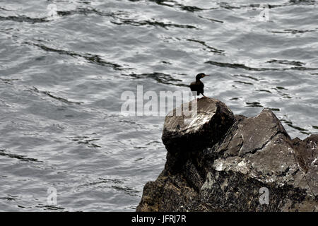 Kormoran - Mizen Head - County Cork - Irland Stockfoto