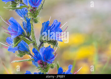 Schöne Blueweed Blume Closeup durch natürliche gelbe Hintergrund jedoch unscharf Stockfoto