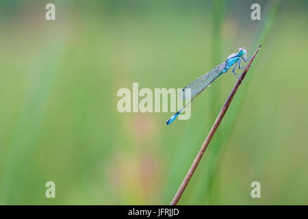 Auf einem Stick einer Anlage gibt es einen Kelch markiert Damselfly Pfingstmontag Tau auf den Flügeln Stockfoto