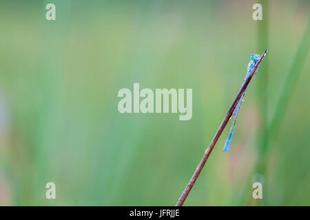 Auf einem Stick einer Anlage gibt es einen Kelch markiert Damselfly Pfingstmontag Tau auf den Flügeln Stockfoto
