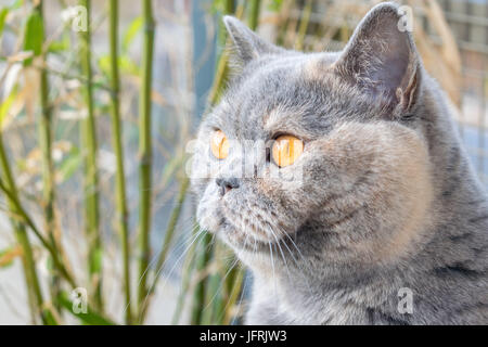 Britisch Kurzhaar (bsh) cat Tagträumen mit Bambus im Hintergrund Stockfoto