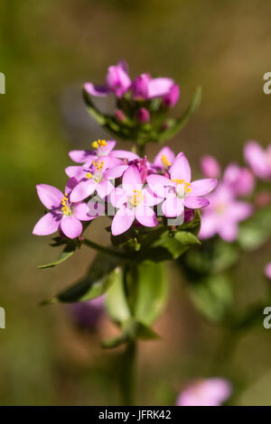 Rosa Blüten von der Biennale Tausendgüldenkraut, Centaurium Saccharopolyspora, eine Wildblume mit pflanzlichen Heilwirkung Stockfoto