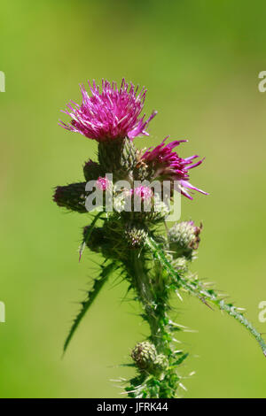 Blütenstand der hohen, stacheligen rotblättrige Marsh Distel, Cirsium palustre Stockfoto