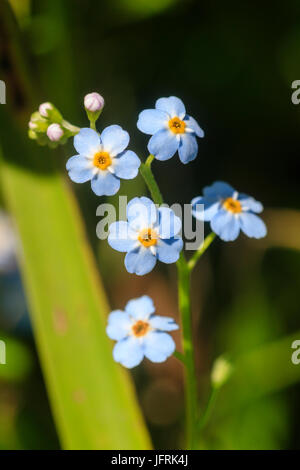 Sommer Blumen von aquatischen marginal UK Wildblumen, Wasser me not forget, Myosotis Scorpioides blau Stockfoto