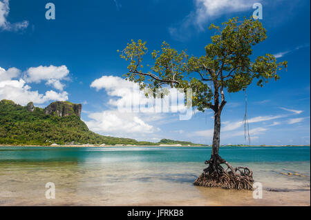 Einsame Mangrove Baum steht im Wasser vor der Sokehs Rock, Pohnpei, Mikronesien, Central Pacific Stockfoto