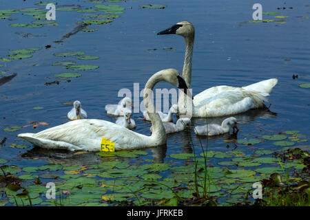 Schwan Familie auf See mit Seerosen Stockfoto