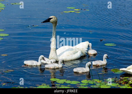 Schwan Familie auf See mit Seerosen Stockfoto