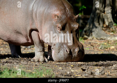 Nilpferd auf See in Natioanl Park von Afrika Stockfoto