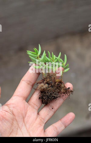 Crassula Tetragona oder bekannt als Miniatur-Tannenbaum Stockfoto