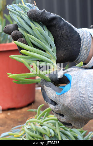 Blue Chalk Sticks saftig oder bekannt als Senecio Mandraliscae, blaue Finger Sukkulenten Stockfoto