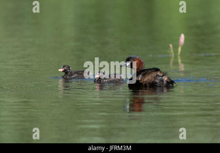 Zwergtaucher (Erwachsene)-Tachybaptus Ruficollis mit Küken. UK Stockfoto