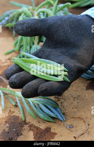 Blue Chalk Sticks saftig oder bekannt als Senecio Mandraliscae, blaue Finger Sukkulenten Stockfoto