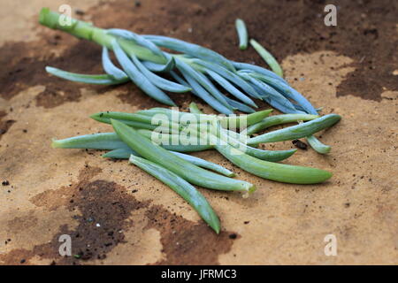 Blue Chalk Sticks saftig oder bekannt als Senecio Mandraliscae, blaue Finger Sukkulenten Stockfoto