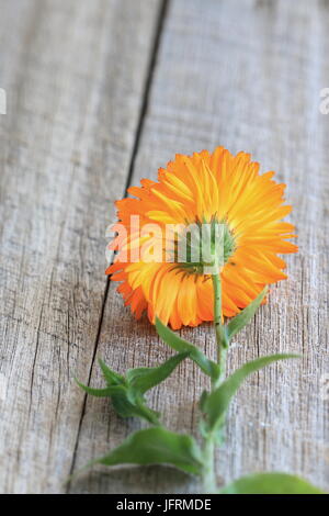 Ringelblume oder auch Calendula Officinalis auf Holztisch Stockfoto