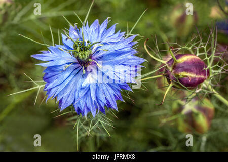 Nigella Damascena Miss Jekyll Love-in-a-Mist Teufel Stockfoto