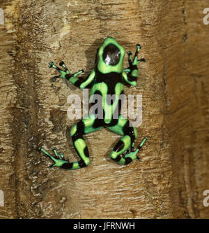 Die grün-schwarze Poison dart Frog (Dendrobates auratus), Quepos, Costa-Rica Stockfoto