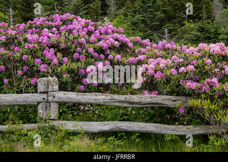 Rhododendron-Decke-Zaun in der Nähe von Carver Lücke entlang der Grenze zwischen North Carolina und Tennessee Stockfoto